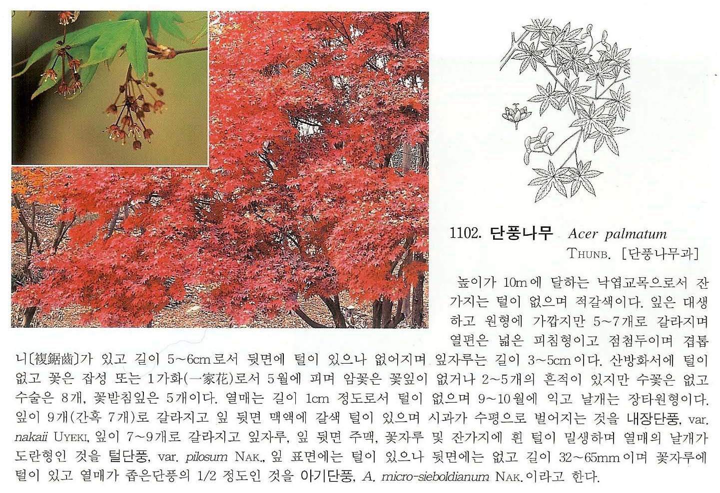 11102.jpg
