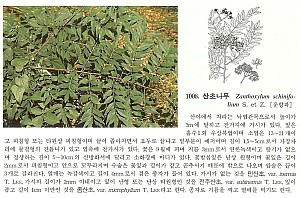 11008.jpg