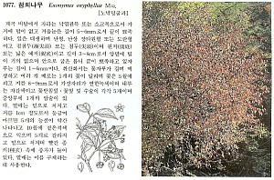 11077.jpg