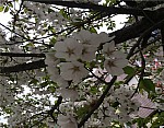 Jin-HaeIn20161565.jpg Jin-HaeIn20161565.jpg