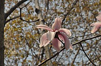 DSC_0323.jpg DSC_0323.jpg