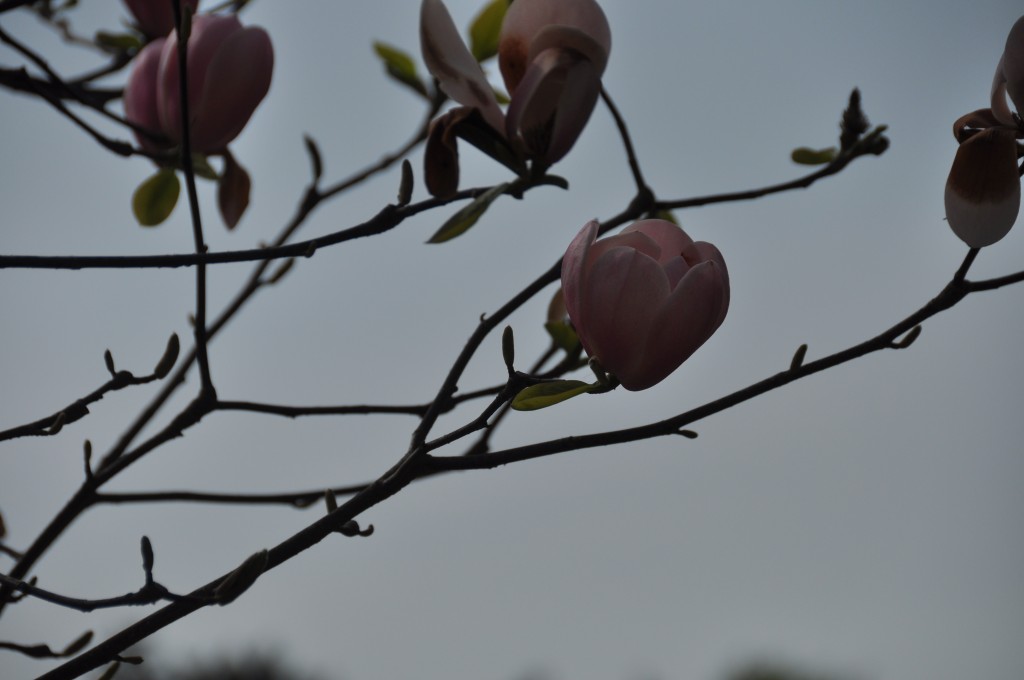 DSC_0618.jpg