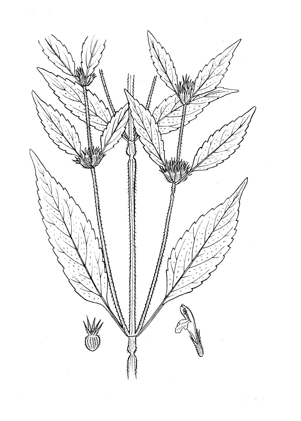J1089.jpg