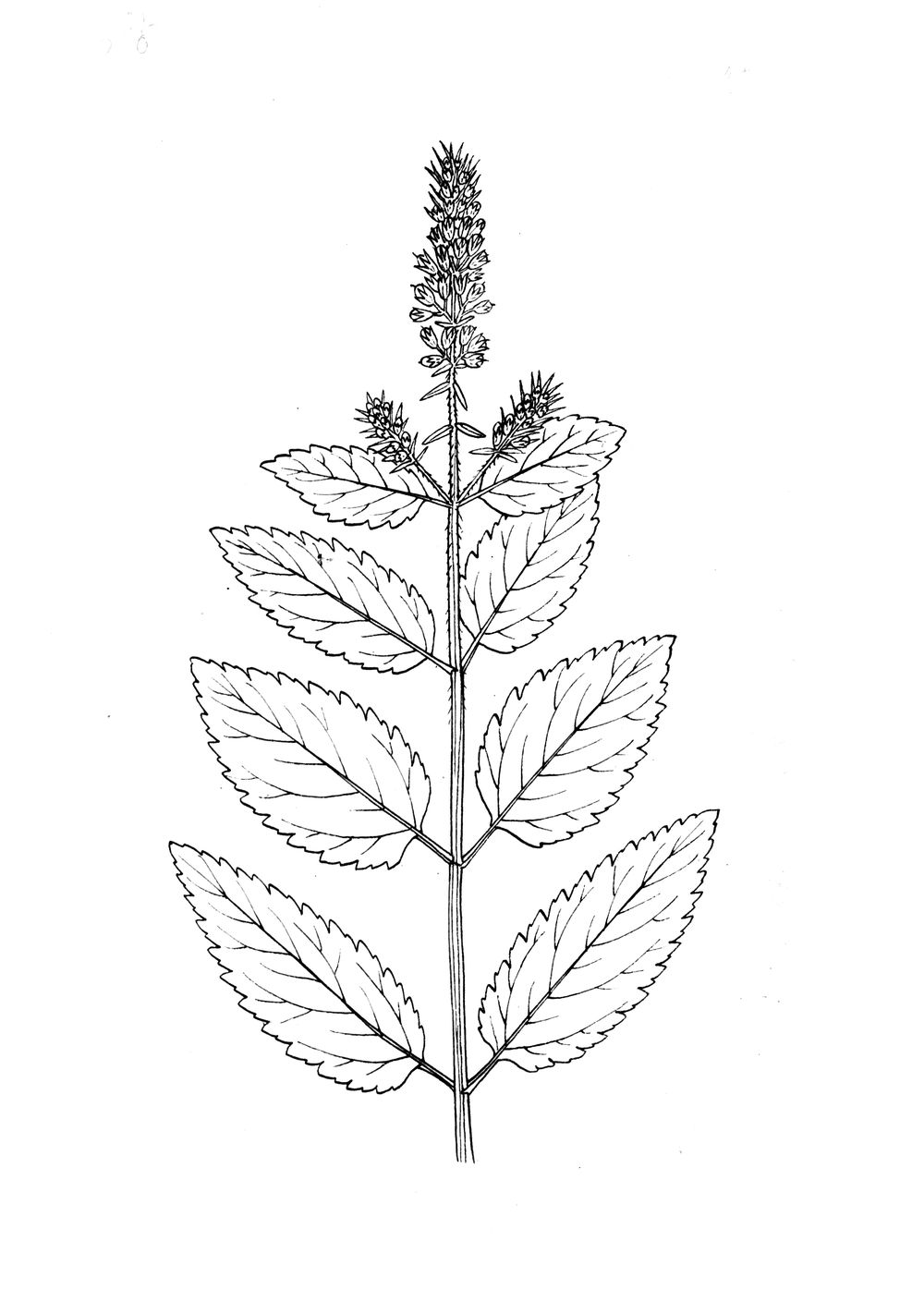 J1142.jpg
