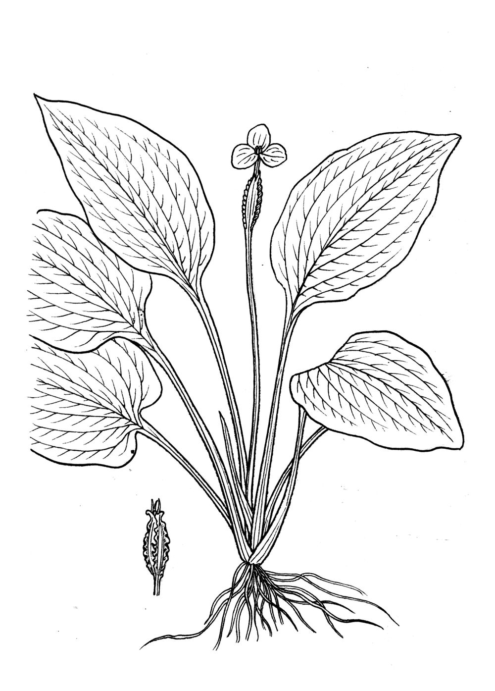 J1516.jpg