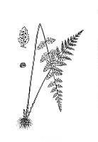 J0036.jpg J0036.jpg