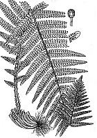 J0081.jpg J0081.jpg