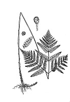 J0095.jpg J0095.jpg