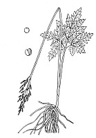 J0136.jpg J0136.jpg