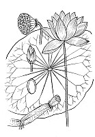 J0174.jpg J0174.jpg