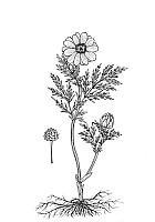 J0196.jpg J0196.jpg