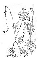 J0241.jpg J0241.jpg