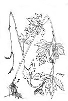 J0242.jpg J0242.jpg