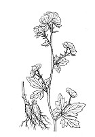 J0244.jpg J0244.jpg