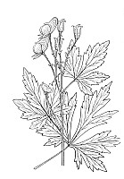 J0245.jpg J0245.jpg