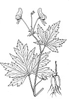 J0246.jpg J0246.jpg