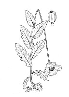 J0537.jpg J0537.jpg
