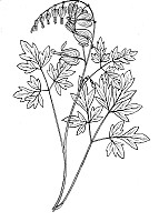 J0556.jpg J0556.jpg