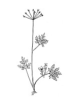 J0931.jpg J0931.jpg