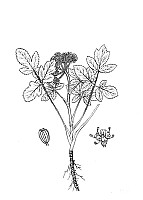 J0955.jpg J0955.jpg