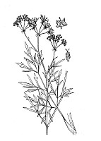 J0963.jpg J0963.jpg