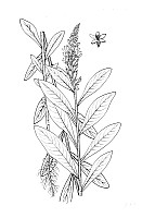 J0973.jpg J0973.jpg