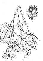 J1037.jpg J1037.jpg