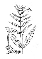 J1099.jpg J1099.jpg