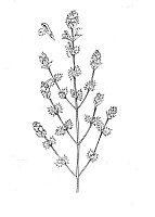 J1147.jpg J1147.jpg