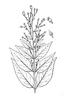 J1183.jpg J1183.jpg
