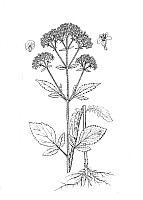 J1251.jpg J1251.jpg