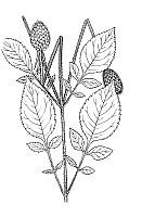 J1257.jpg J1257.jpg