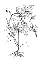 J1263.jpg J1263.jpg