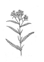 J1294.jpg J1294.jpg