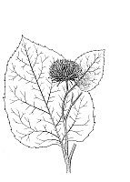 J1306.jpg J1306.jpg