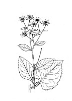 J1346.jpg J1346.jpg