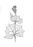 J1361.jpg J1361.jpg