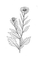 J1367.jpg J1367.jpg