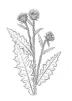 J1368.jpg J1368.jpg