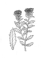 J1376.jpg J1376.jpg