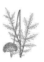 J1377.jpg J1377.jpg