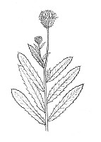 J1378.jpg J1378.jpg