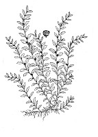 J1379.jpg J1379.jpg