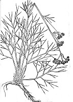 J1385.jpg J1385.jpg