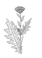 J1390.jpg J1390.jpg