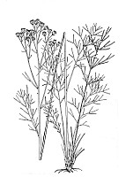 J1409.jpg J1409.jpg