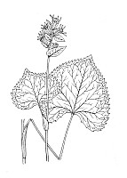 J1427.jpg J1427.jpg