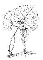 J1437.jpg J1437.jpg