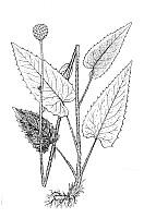 J1445.jpg J1445.jpg