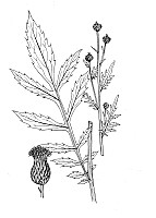 J1475.jpg J1475.jpg